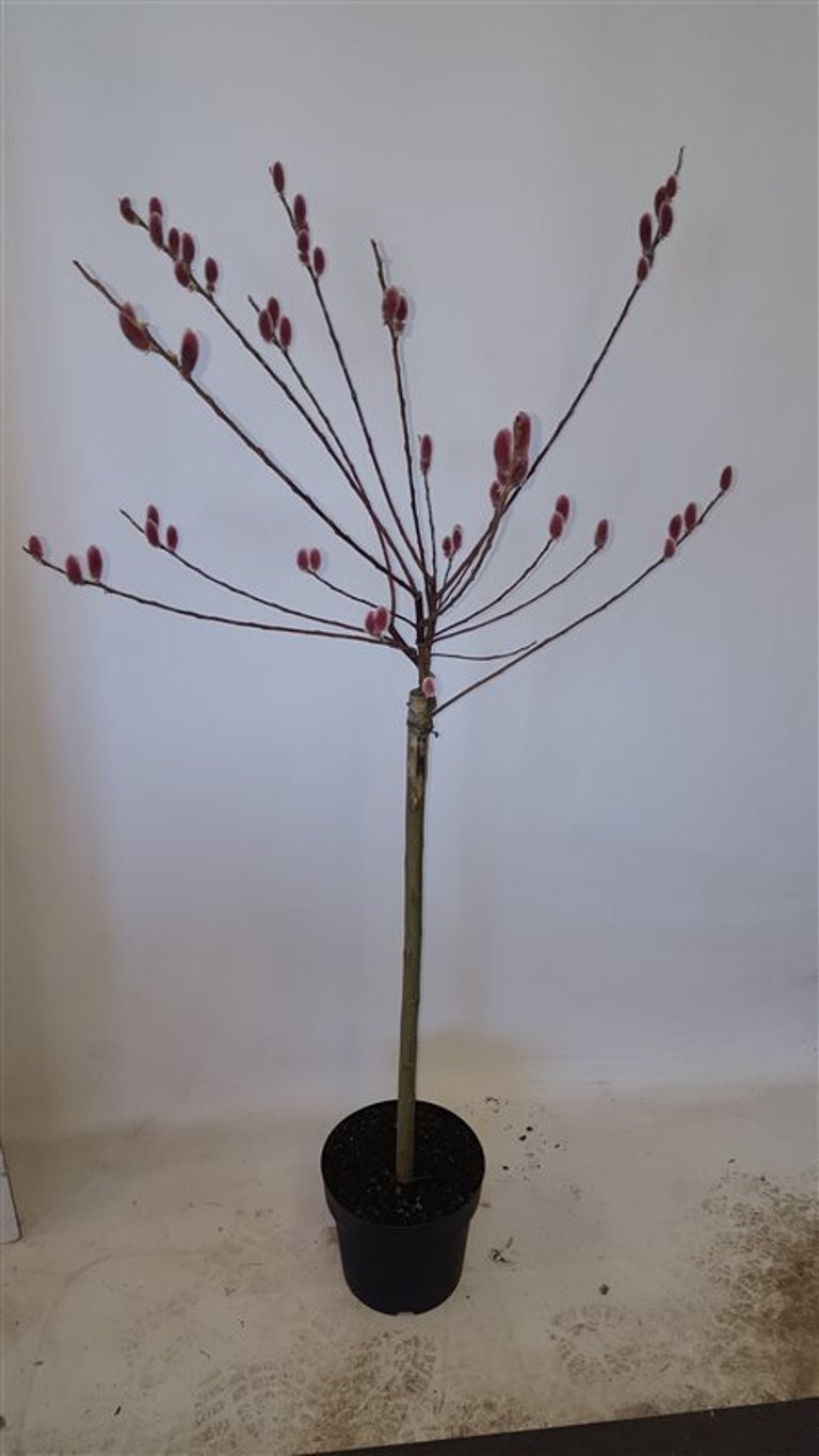 Salix gracilistyla 'Mt. Aso' - 60 CM Stem C3